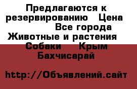 Предлагаются к резервированию › Цена ­ 16 000 - Все города Животные и растения » Собаки   . Крым,Бахчисарай